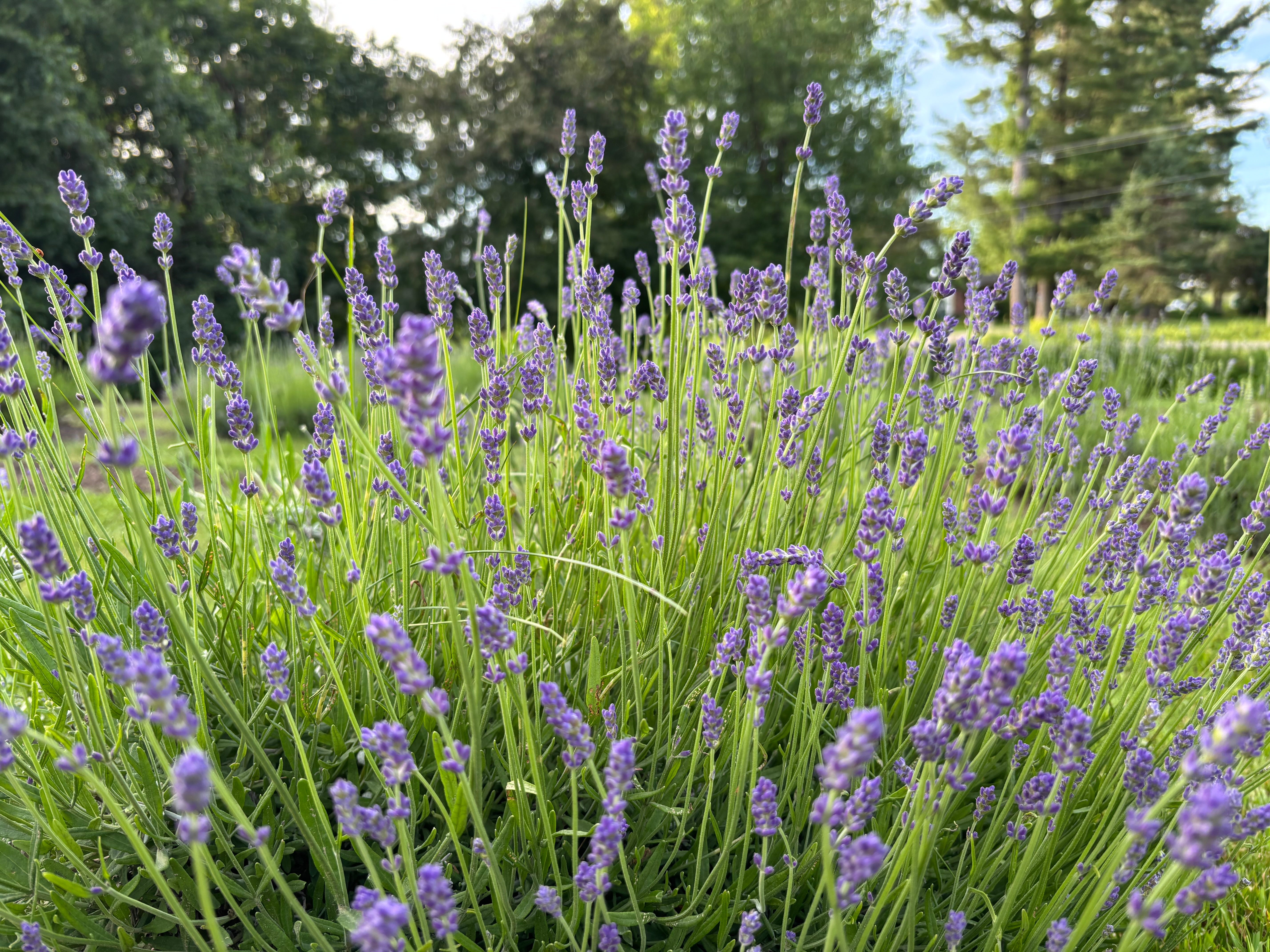 We ♥ Lavender