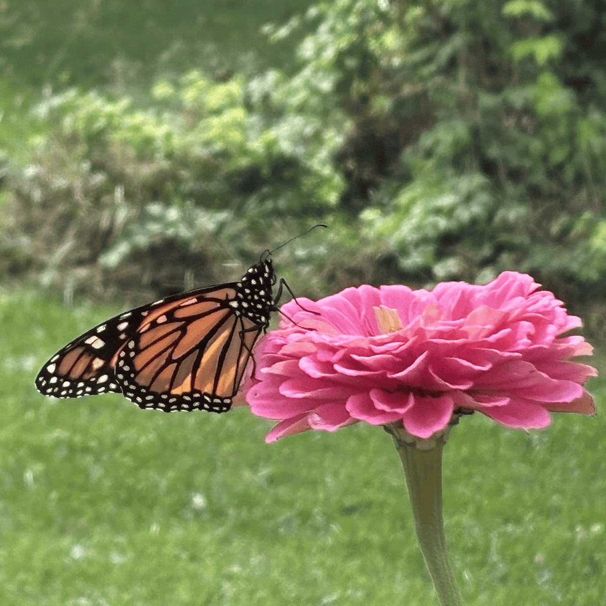 More than a Butterfly Logo