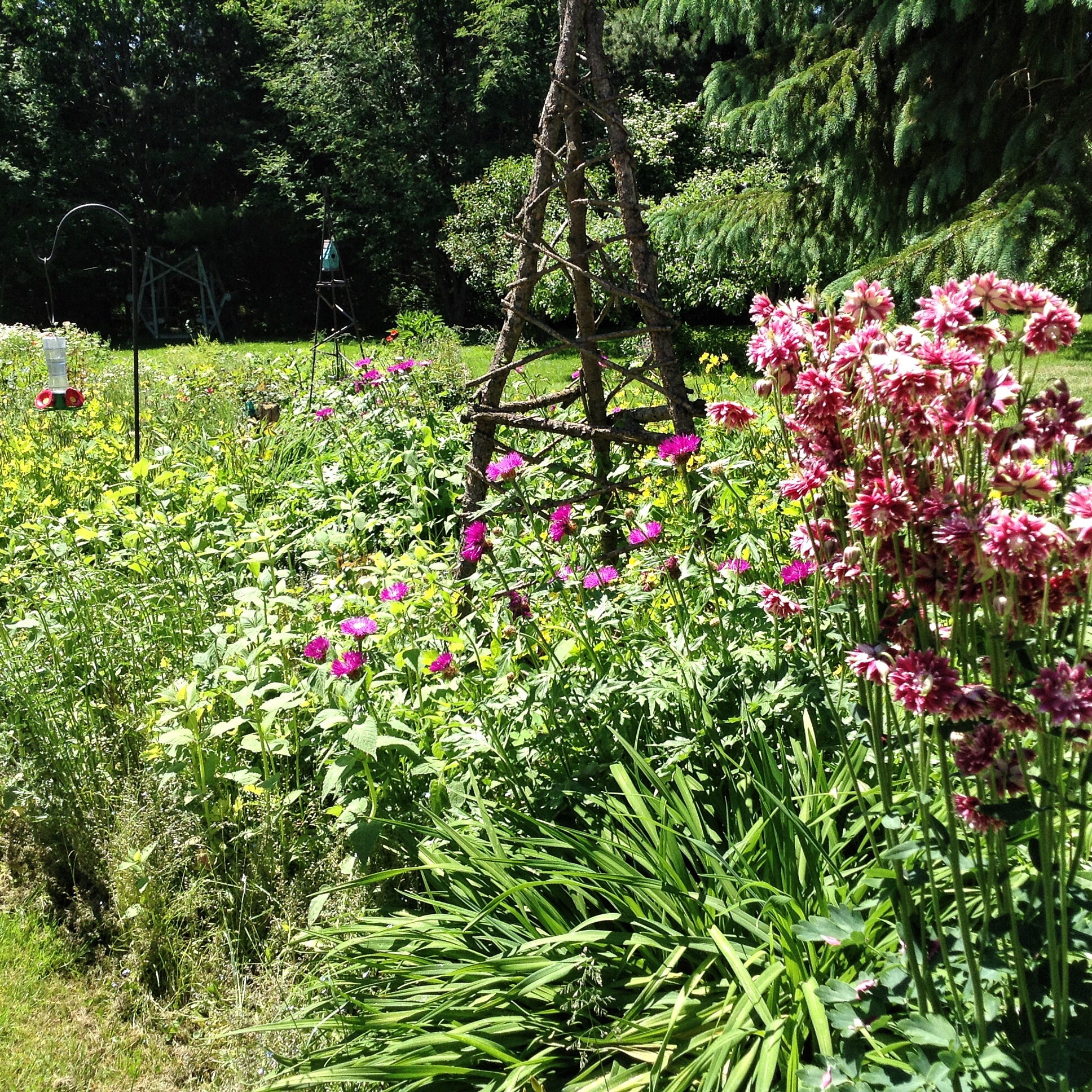Growing in Grandpa's Garden