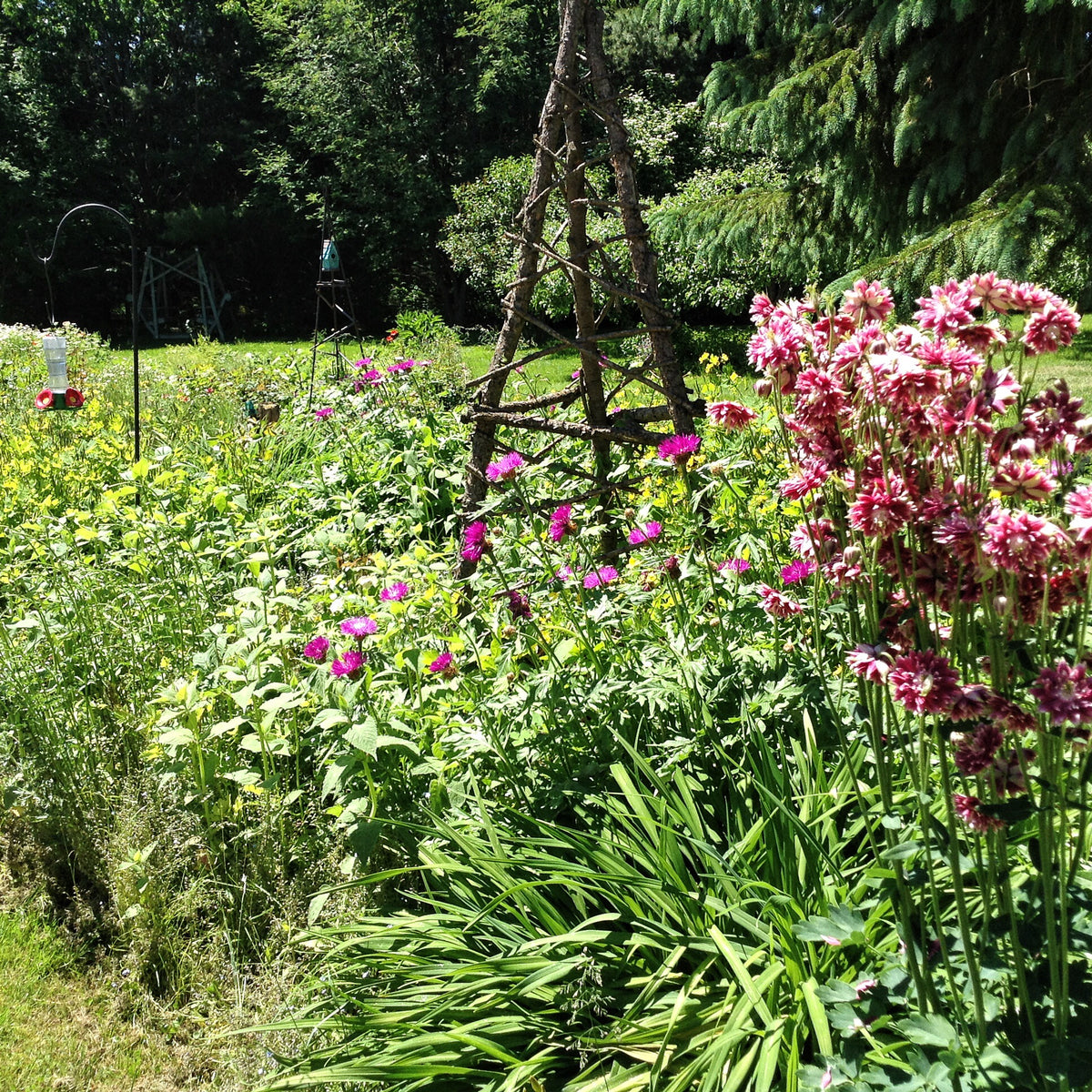 Growing in Grandpa's Garden