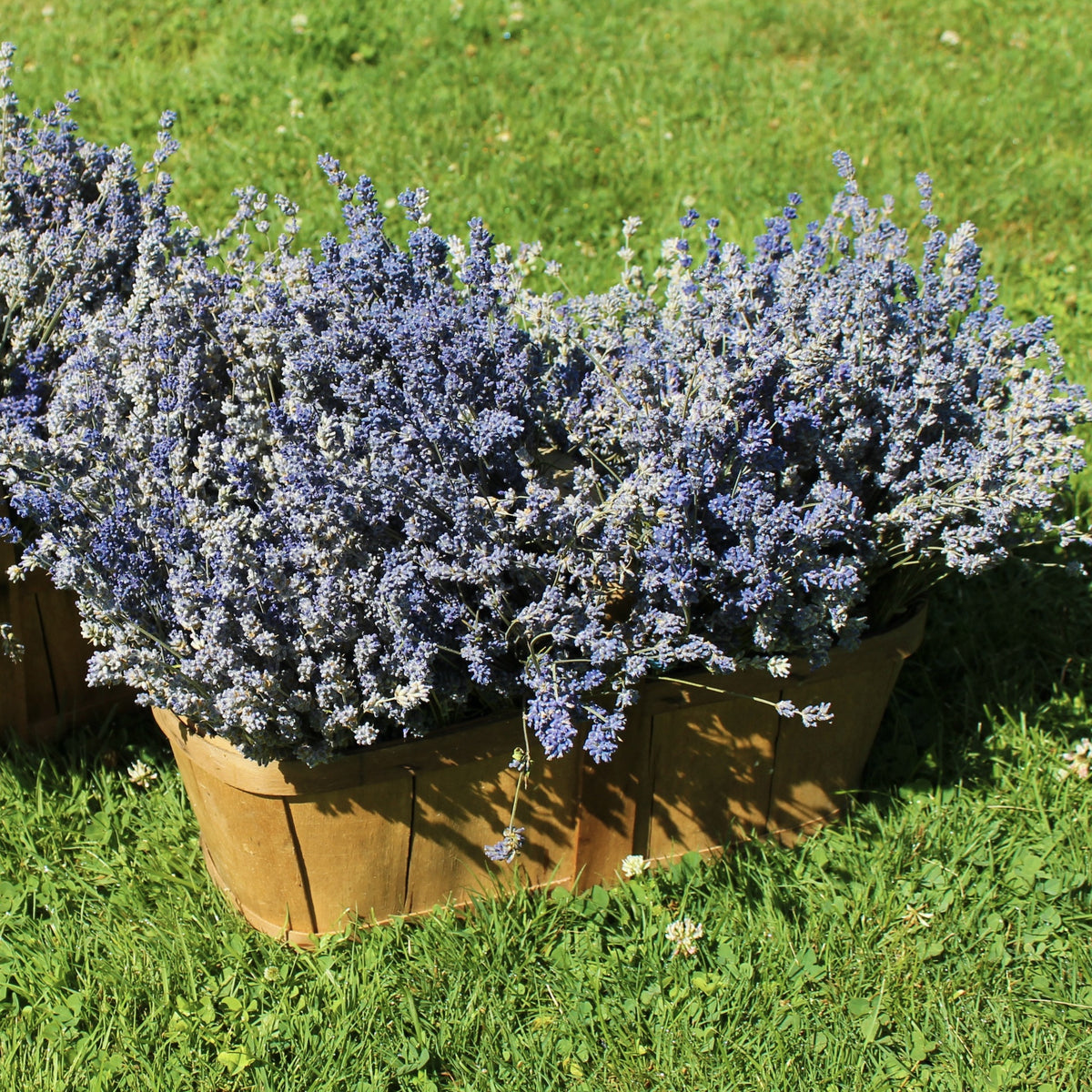 We ♥ Lavender