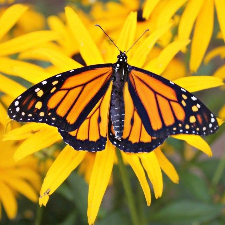 The Munching Caterpillar - Monarch Butterfly USA