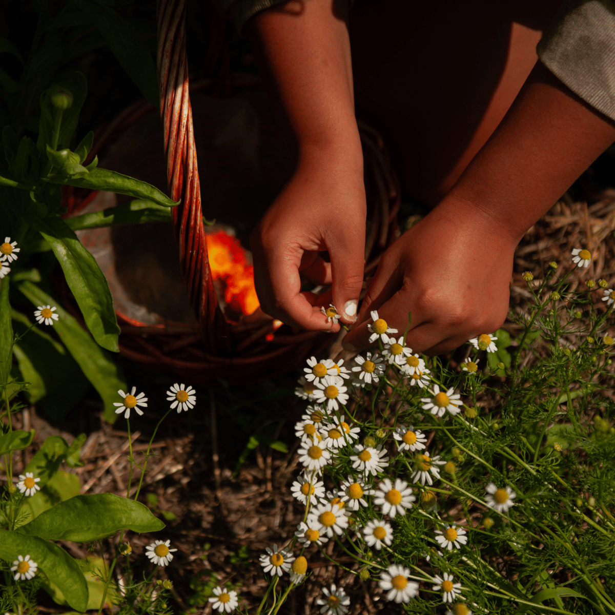 hands picking chamomile flowers and placing into a basket in a garden