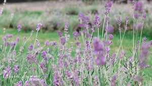 The Garden Path Labyrinth