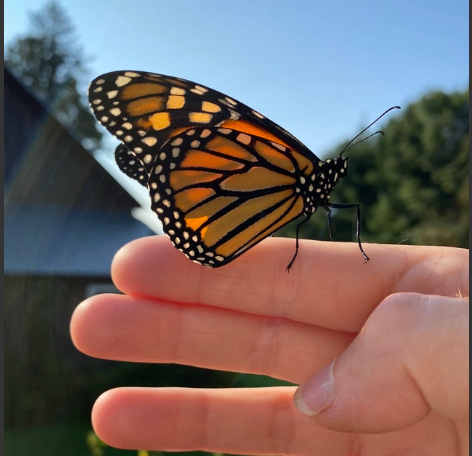 The Amazing Life Cycle of the Monarch Butterfly