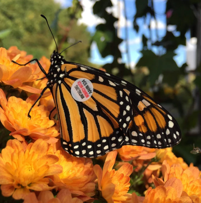 The Four Generations of the Monarch Butterfly