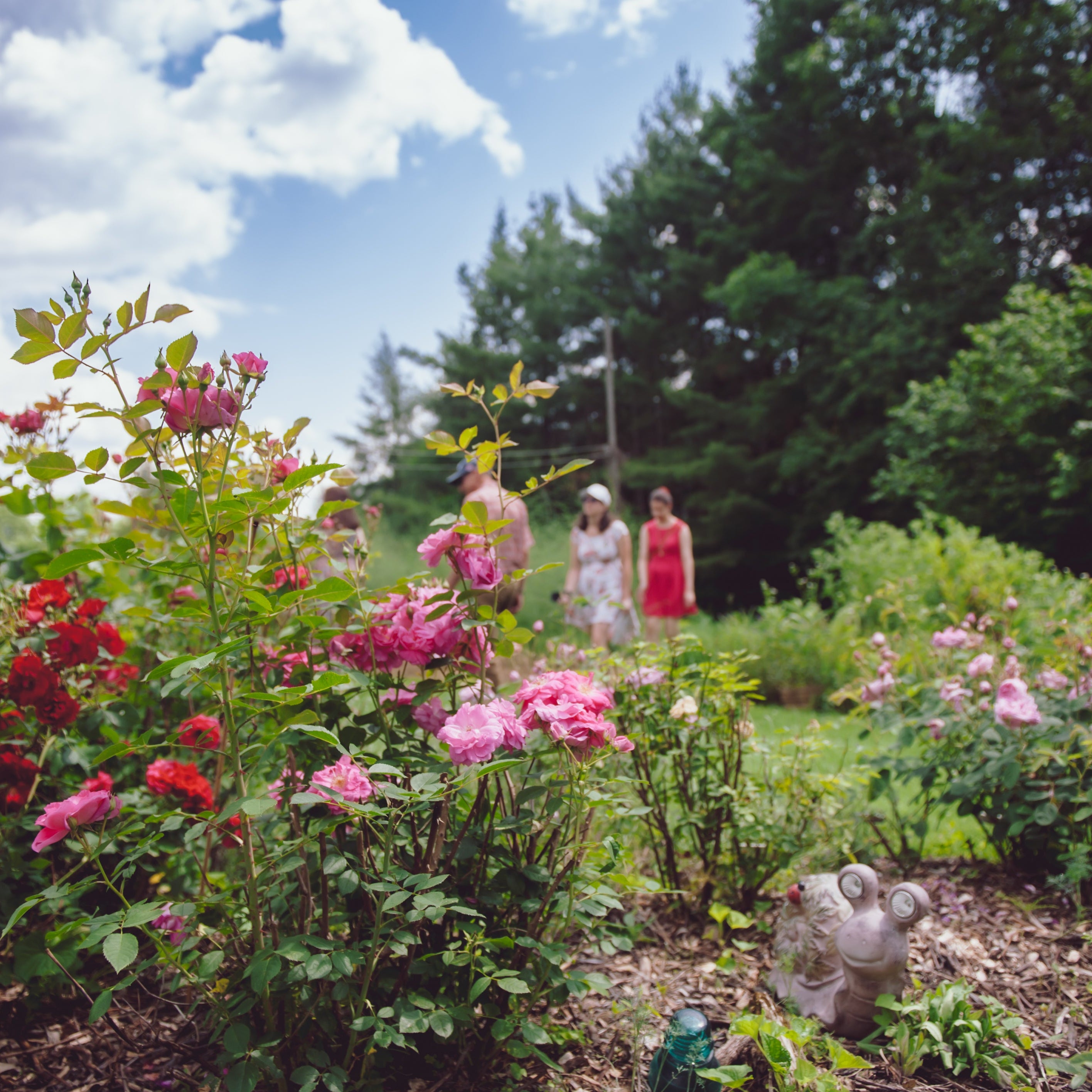 An outdoor scene in a lush rose garden, featuring visitors standing in the background under a bright blue sky with clouds. The foreground is filled with vibrant pink and red roses and green foliage along with a snail garden ornament. 