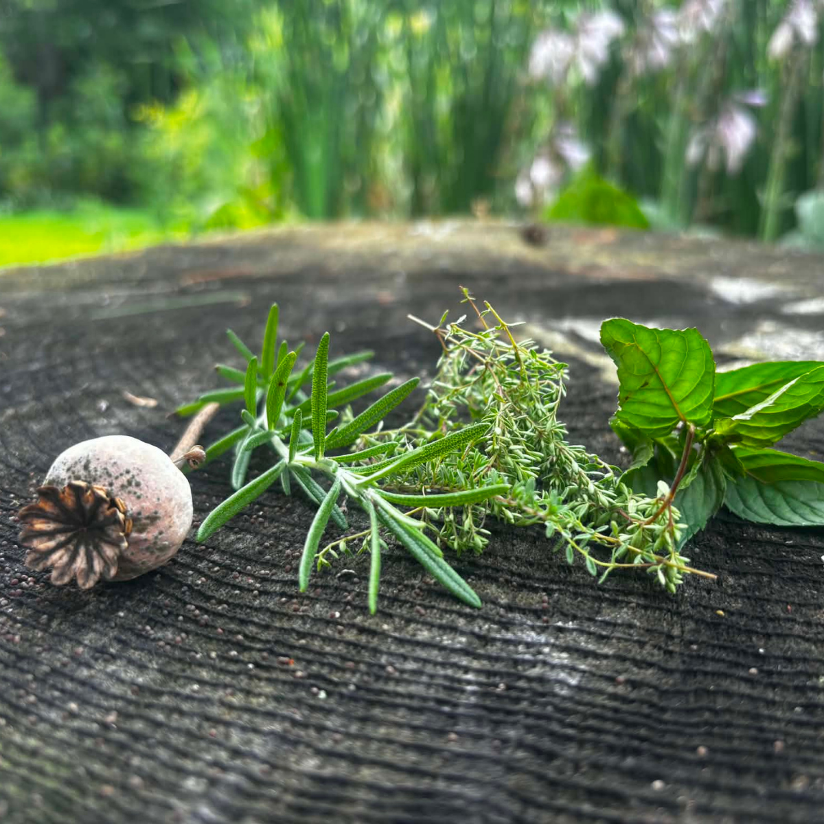 Fresh green herbs and a dried poppy seed on a weathered wooden surface with a blurred outdoor garden background.