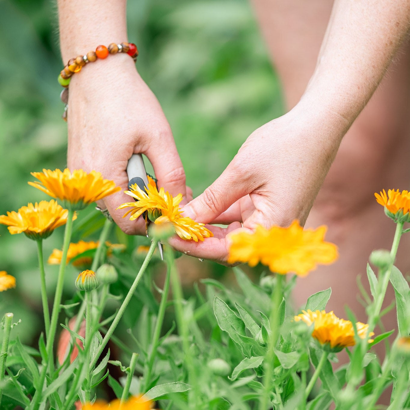 Person harvesting calendula flowers with a garden tool in a garden setting