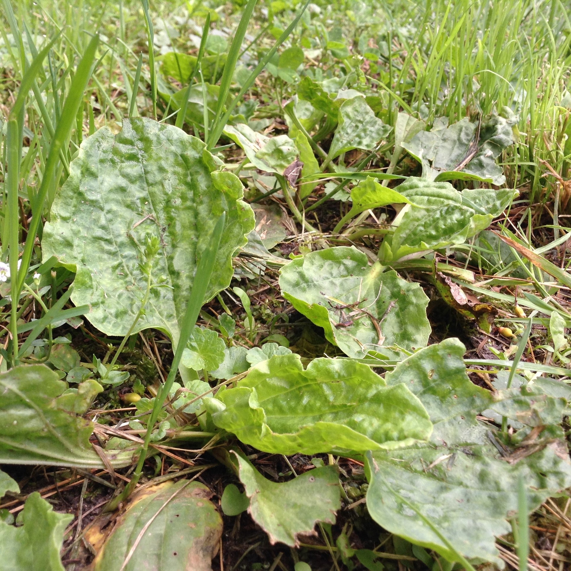 Plantain