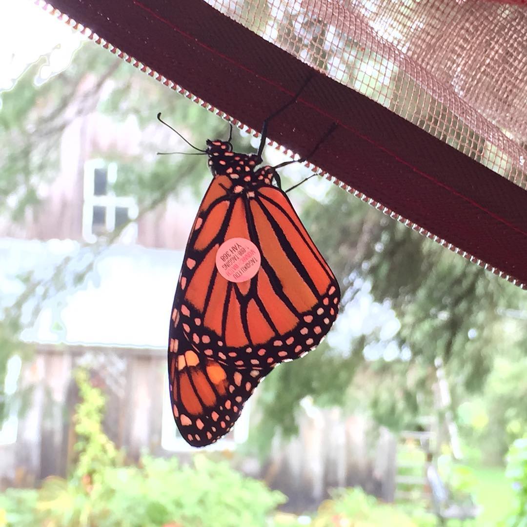 Monarch Butterfly Waystation