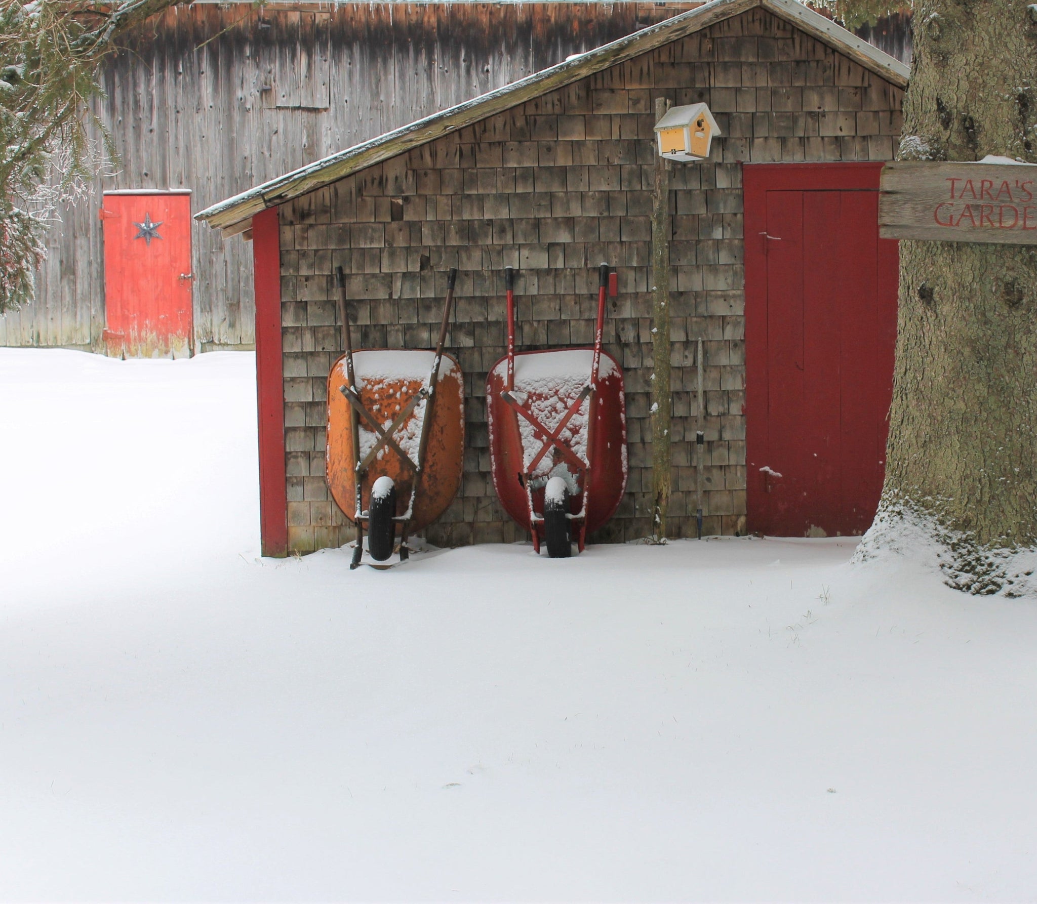 wheelbarrows in snow